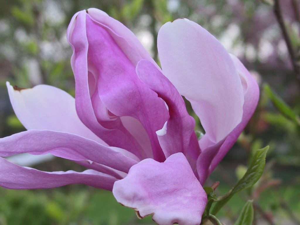 Magnolia liliiflora Susan 04.jpg